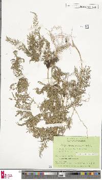 Selaginella hieronymiana image