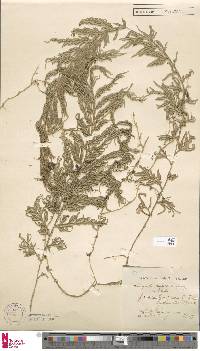 Selaginella involvens image