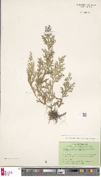 Selaginella amblyphylla image