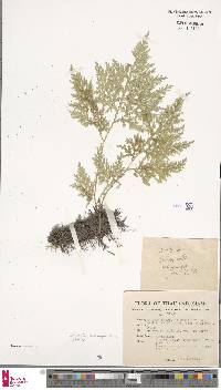 Selaginella argentea image