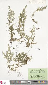 Selaginella amblyphylla image
