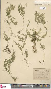 Selaginella beccariana image