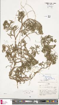Selaginella bisulcata image