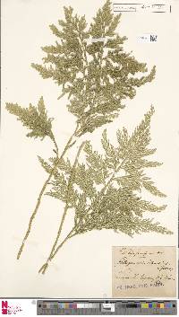 Selaginella menziesii image