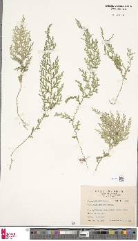 Image of Selaginella labordei