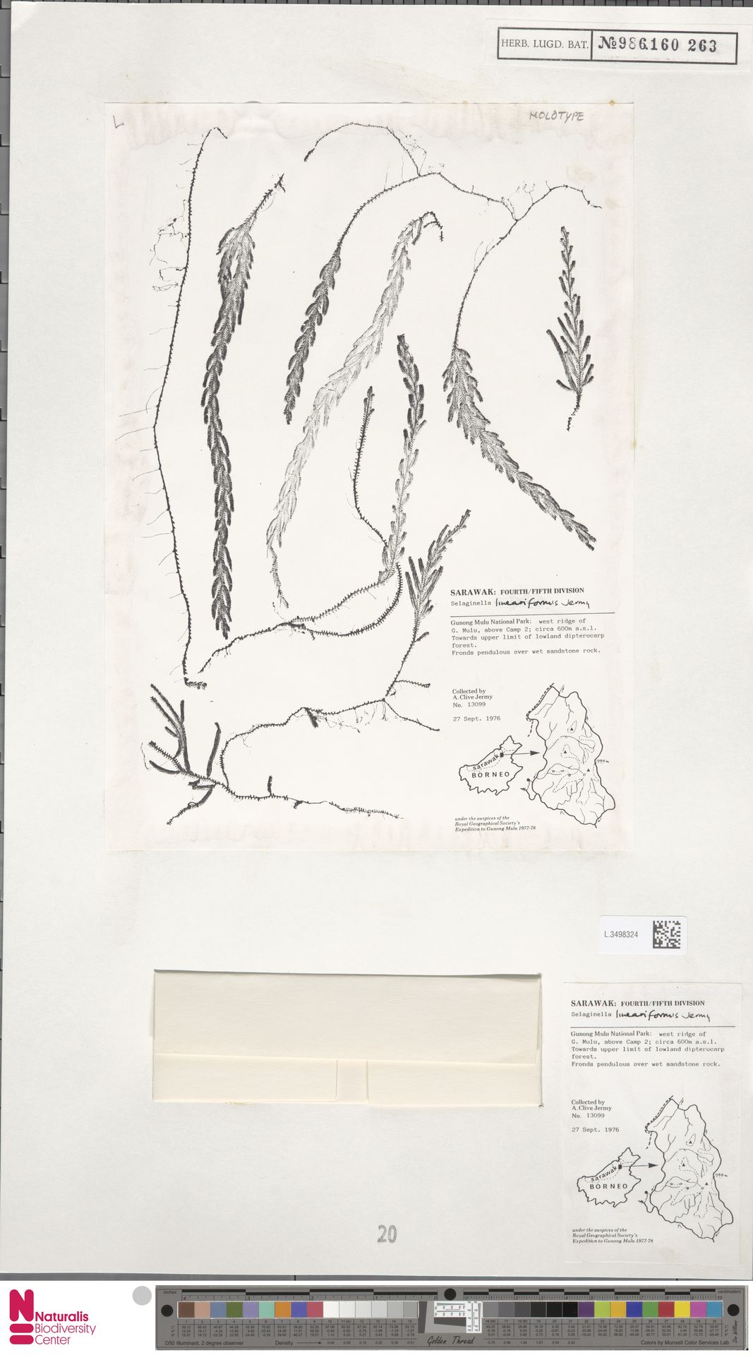 Selaginella lineariformis image