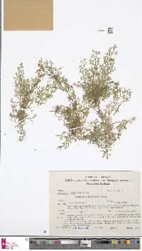Selaginella minutifolia image