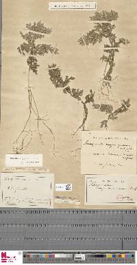 Selaginella longirostris image