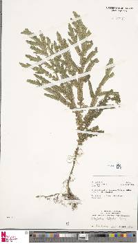 Image of Selaginella latifolia
