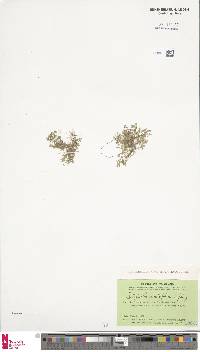 Selaginella minutifolia image