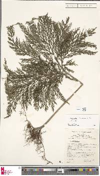 Image of Selaginella leveriana