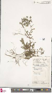 Selaginella morgani image
