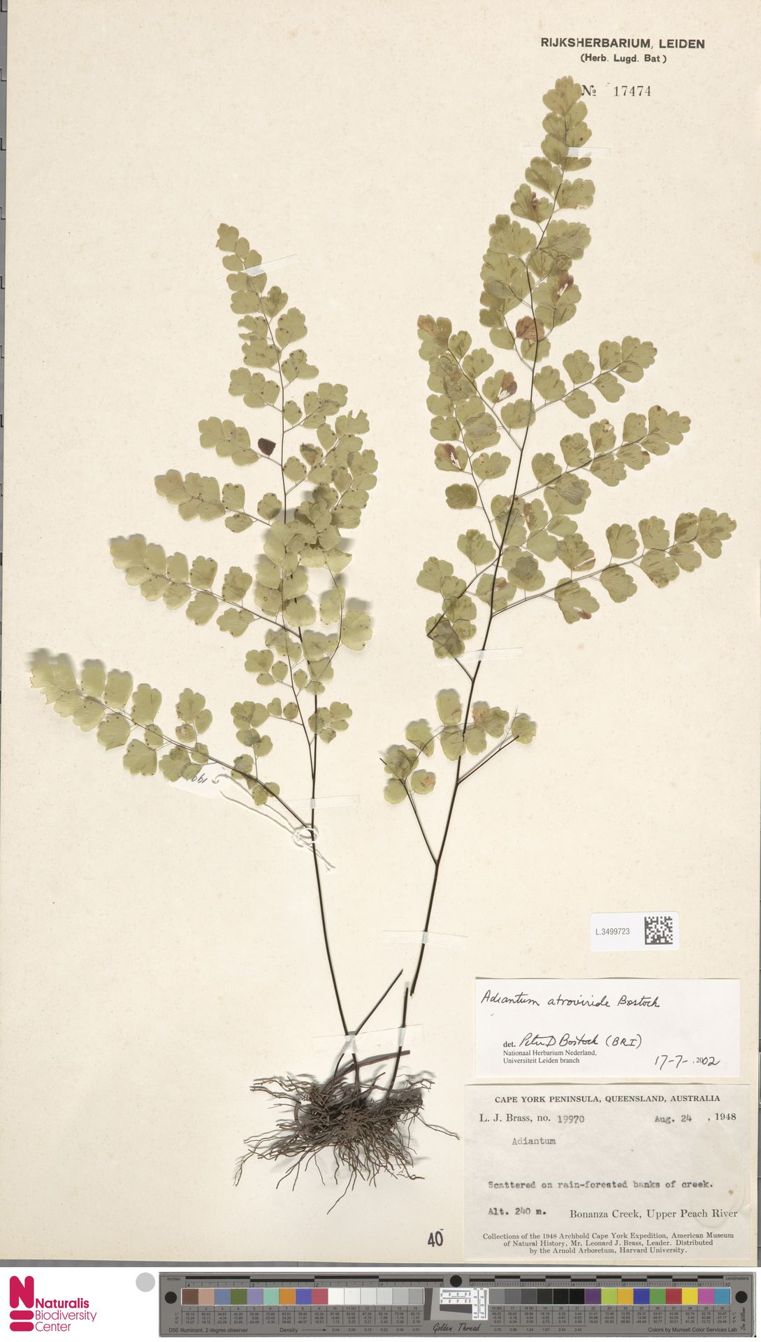 Adiantum atroviride image