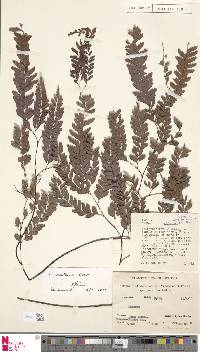 Adiantum aneitense image