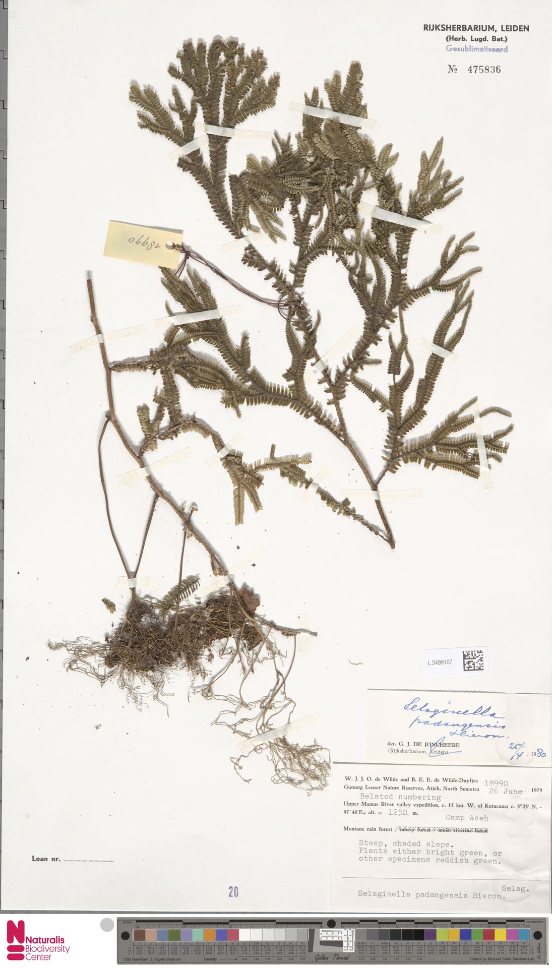 Selaginella padangensis image