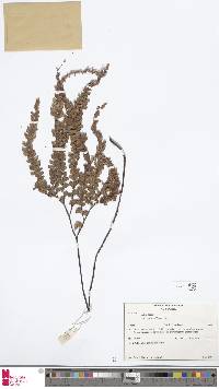 Adiantum hispidulum image