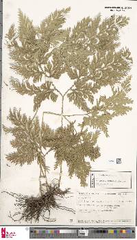 Selaginella ostenfeldii image