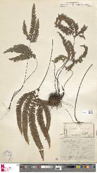 Adiantum hispidulum image