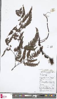 Adiantum aneitense image