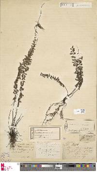 Adiantum caudatum image