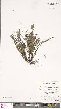 Asplenium anceps image