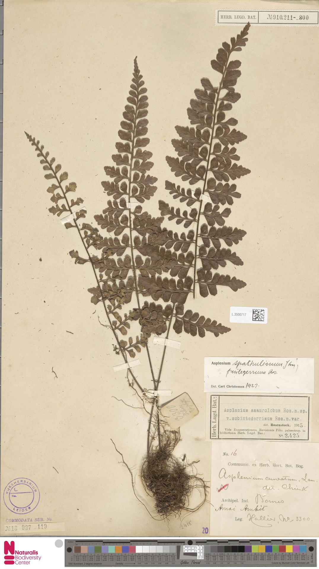 Asplenium amaurolobum image