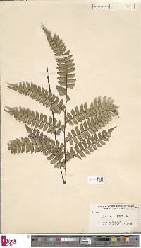 Adiantum villosum image