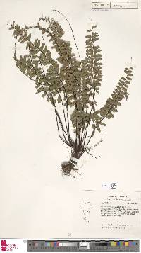 Adiantum zollingeri image