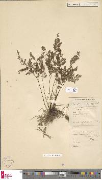 Adiantum raddianum image