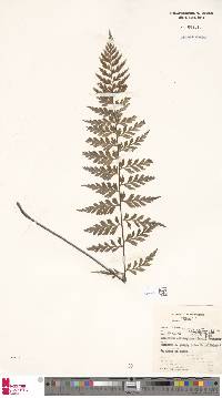 Asplenium aethiopicum image