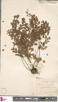 Adiantum tenerum image