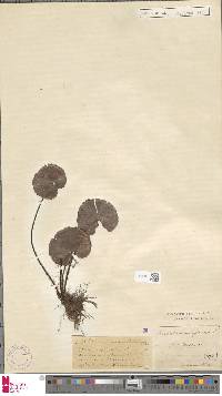 Adiantum reniforme image