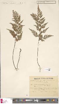 Asplenium adiantum-nigrum subsp. adiantum-nigrum image