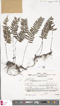 Hymenasplenium apogamum image