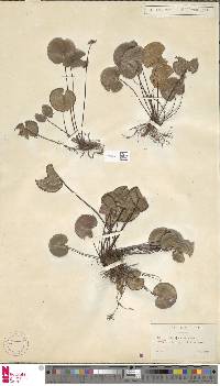 Adiantum reniforme image