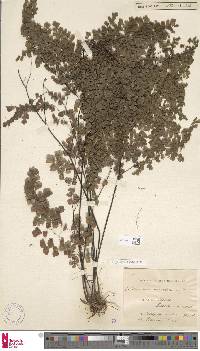 Adiantum raddianum image