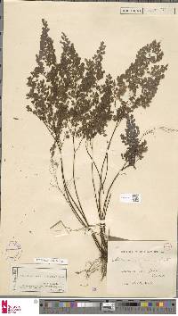 Adiantum raddianum image