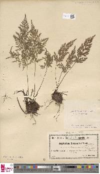 Asplenium cuneifolium image