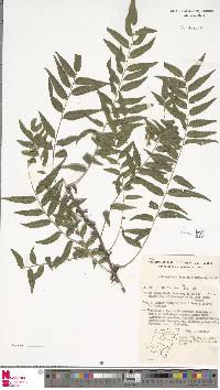 Arthropteris tenella image