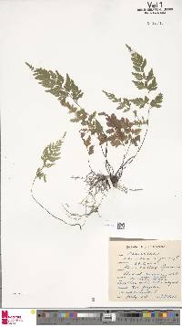 Asplenium adiantum-nigrum image