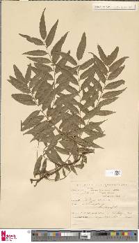 Arthropteris tenella image