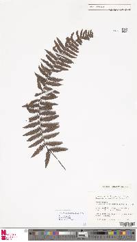 Arthropteris articulata image
