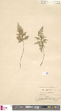 Asplenium adiantum-nigrum image