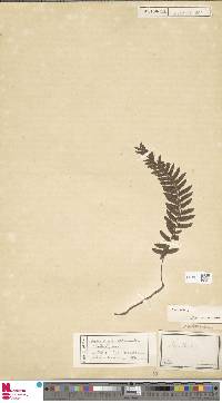 Arthropteris altescandens image