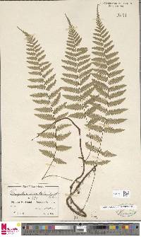 Image of Arthropteris monocarpa