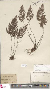 Asplenium adiantum-nigrum image