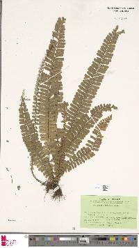 Asplenium borneense image