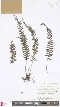 Hymenasplenium cheilosorum image