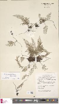 Asplenium bipinnatifidum image