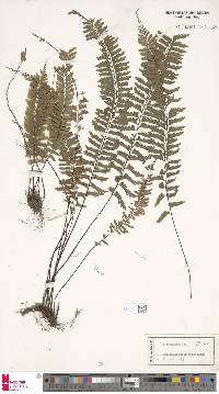 Hymenasplenium cheilosorum image